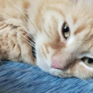 Meet your Posher, Lily